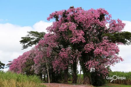 Paineiras floridas enfeitam as margens da Vicinal João Custódio