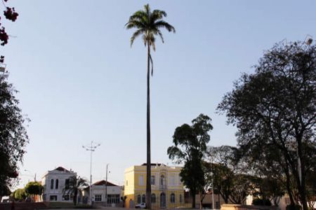 Palmeira Imperial destaca-se na nova da Praça da Matriz