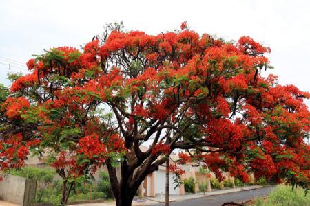 Flamboyant, uma das mais belas árvores ornamentais