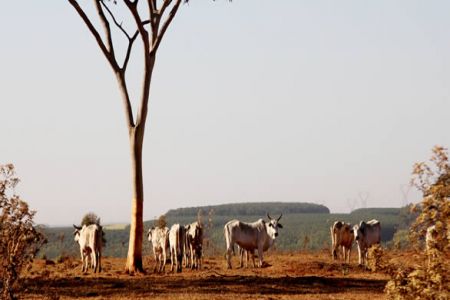 Seca prolongada prejudica agricultura e pecuária