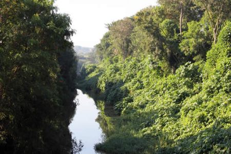 Vegetação cobre margens do Córrego Olhos D'Água
